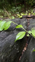 Celastrus orbiculatus