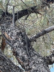 Sceloporus occidentalis longipes