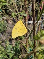 Phoebis philea philea