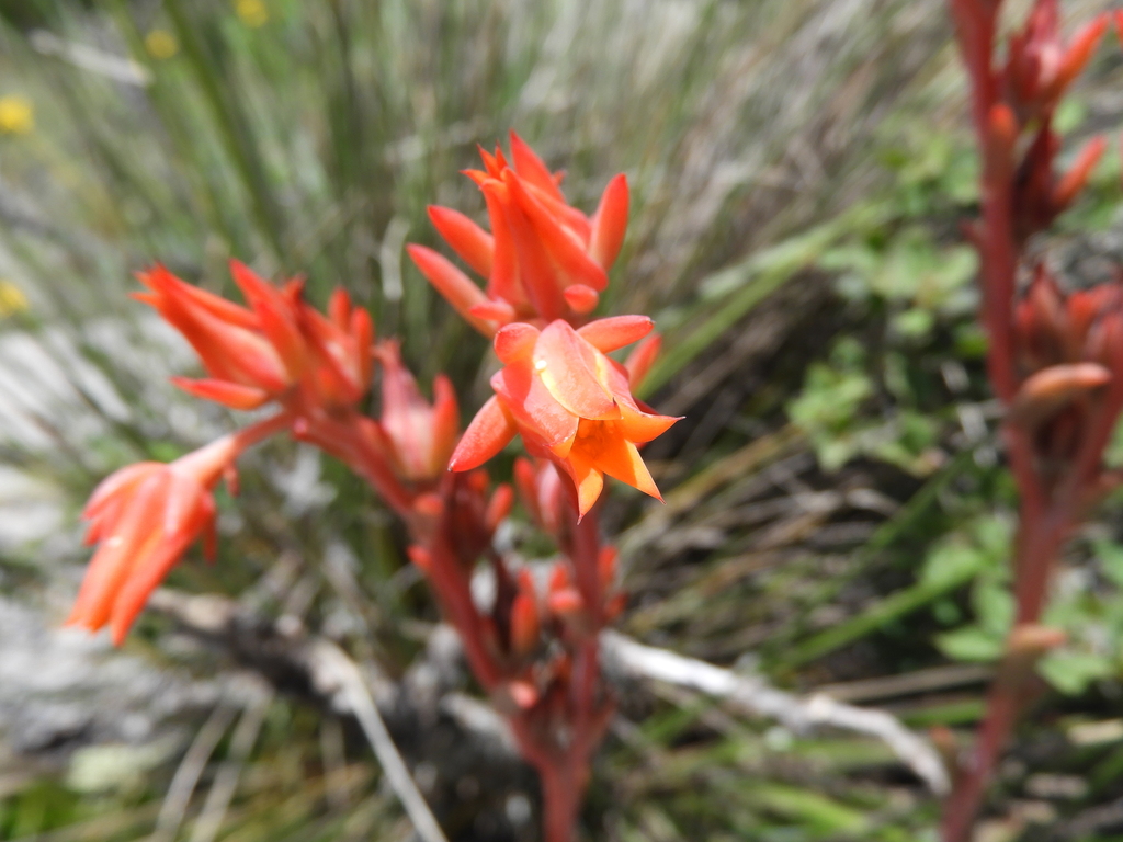 Echeveria walpoleana, Arteaga, Coah., México