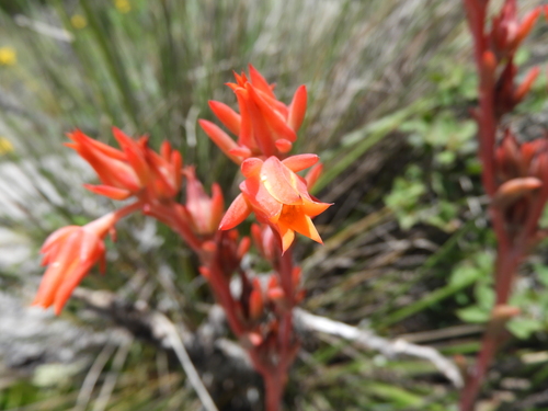 Echeveria walpoleana