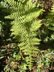 Dennstaedtia punctilobula
