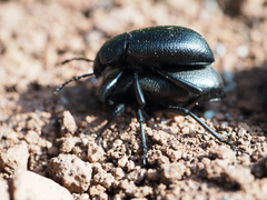 Tenebrionidae