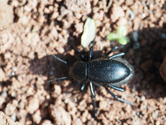 Tenebrionidae