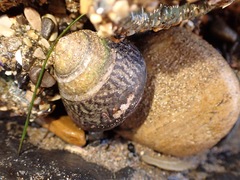 Tegula gallina
