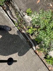 Python bivittatus