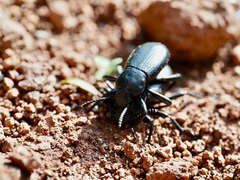 Tenebrionidae