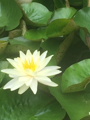 Nymphaea odorata