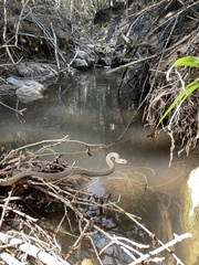 Thamnophis elegans