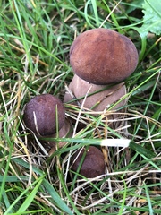 Tylopilus badiceps