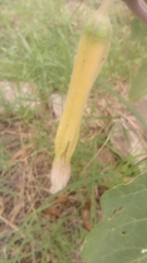 Datura stramonium