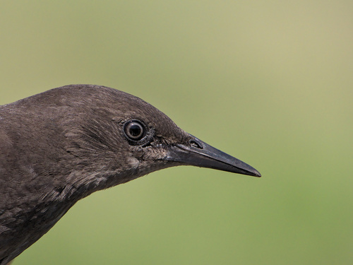 Common Starling (Sturnus vulgaris), photo 9
