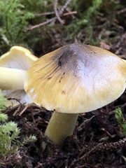 Tricholoma subsejunctum