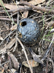 Pisolithus