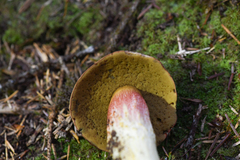 Boletus smithii