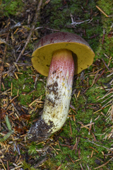 Boletus smithii