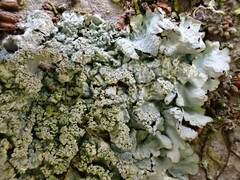 Hypotrachyna spumosa