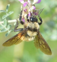 Bombus sonorus