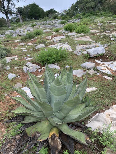 Agave salmiana