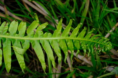 Blechnum nudum