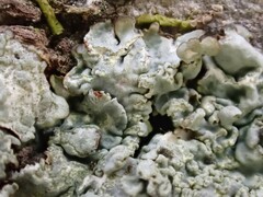 Hypotrachyna spumosa