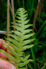 Blechnum nudum