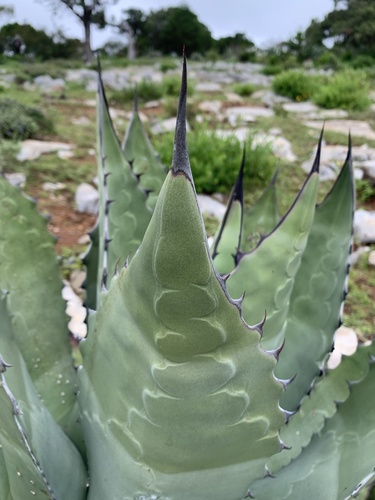 Agave salmiana