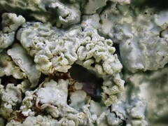 Hypotrachyna spumosa