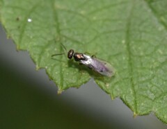 Pteromalidae