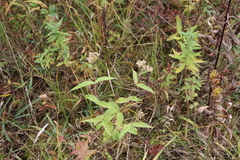 Eupatorium perfoliatum