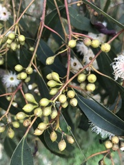 Eucalyptus melliodora