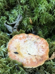 Lactarius thyinos