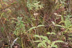 Eupatorium perfoliatum