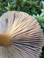 Lactarius thyinos