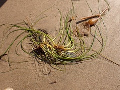 Phyllospadix torreyi