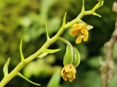 Prosthechea ochracea