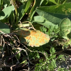 Coleosporium solidaginis