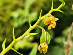 Prosthechea ochracea