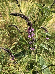 Cullen australasicum