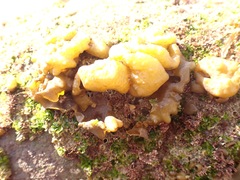 Colpomenia tuberculata