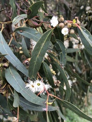 Eucalyptus melliodora