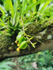 Prosthechea ochracea
