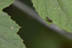 Pteromalidae