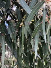 Eucalyptus melliodora