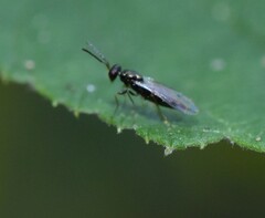 Pteromalidae