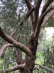 Eucalyptus melliodora