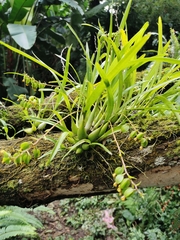 Prosthechea ochracea