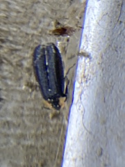Lucidota atra