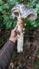 Catathelasma ventricosum