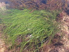 Phyllospadix torreyi